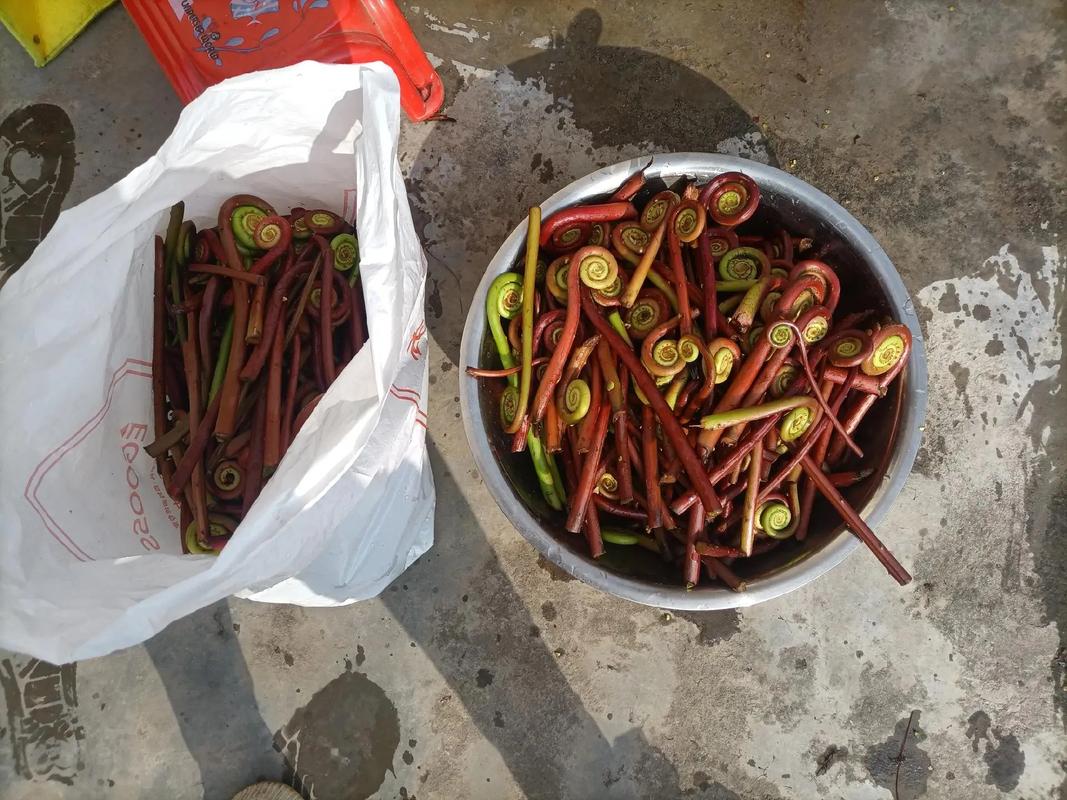 蕨菜之美，預(yù)制菜之鮮