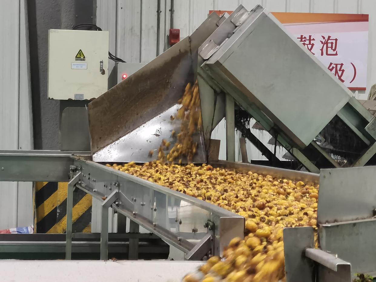 水城區(qū)：企業(yè)“鎖鮮”壓榨生產(chǎn)忙，精深加工助力刺梨“身價倍增”(圖4)