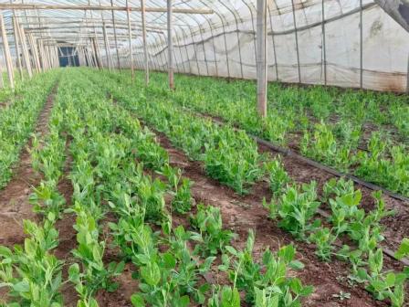 食品行業(yè)：2025年菜農(nóng)怎么辦？種什么？怎么賣？賣給誰(shuí)？